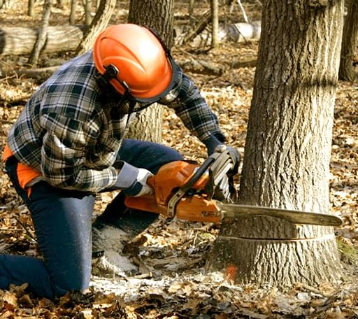 Tree Removal in Redding, CT